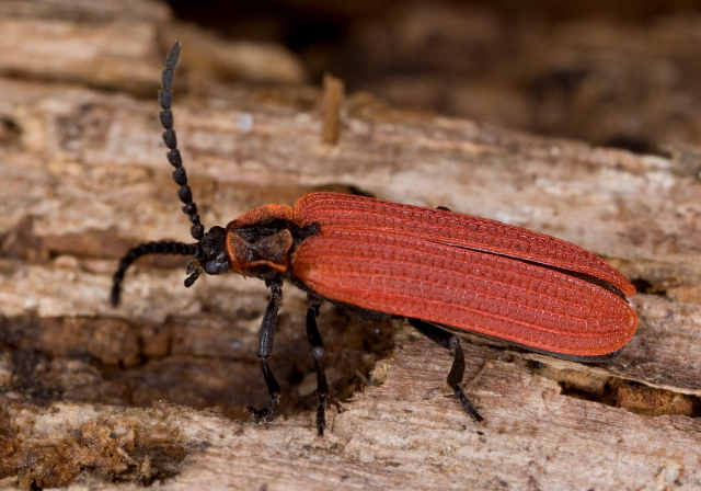 Dictyopterus aurora Lycidae