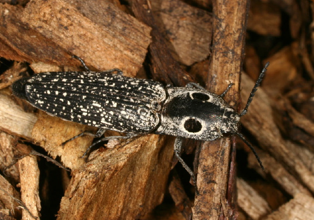 Alaus oculatus Elateridae