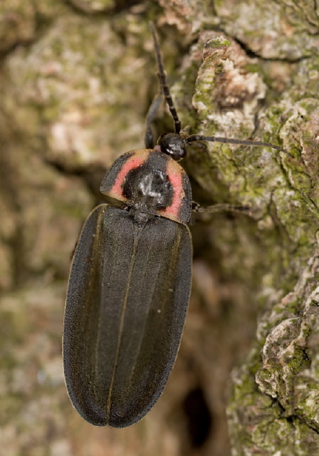 Ellychnia corrusca? Lampyridae