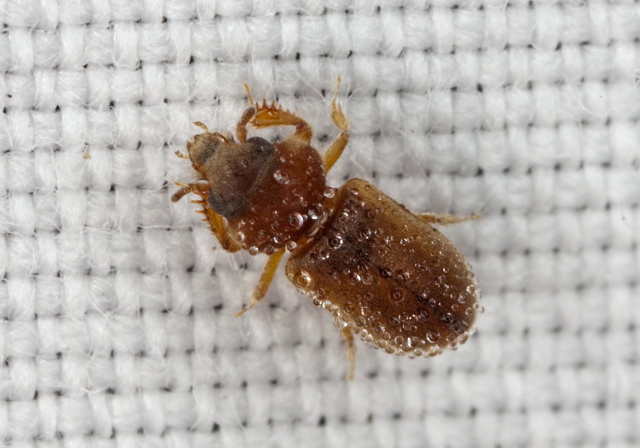 Tropicus pusillus Heteroceridae