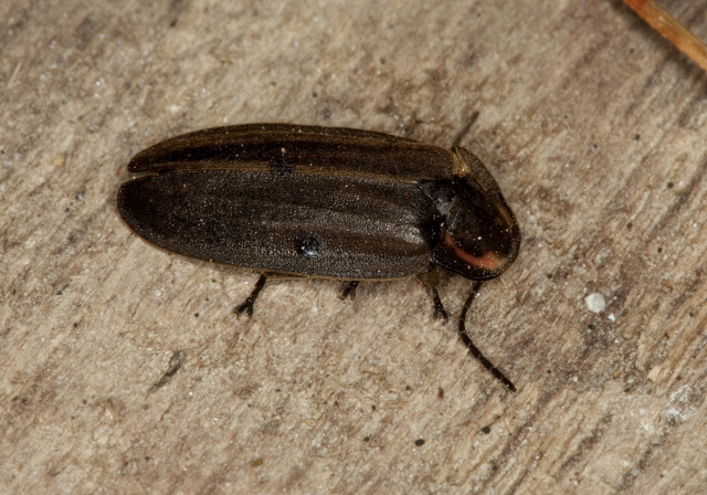 Ellychnia corrusca Lampyridae