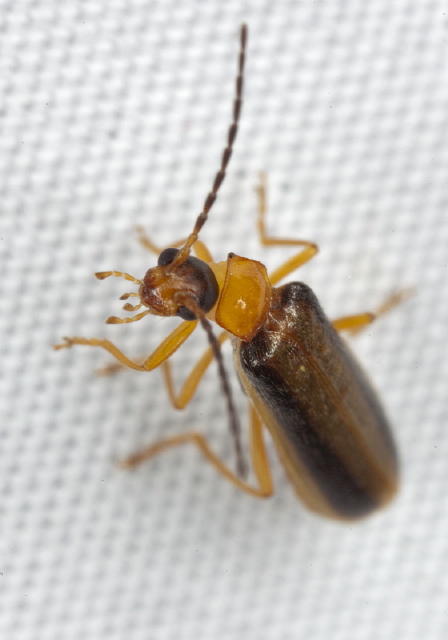 Rhagonycha sp. Cantharidae