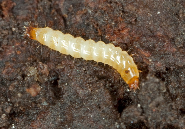   Elateridae