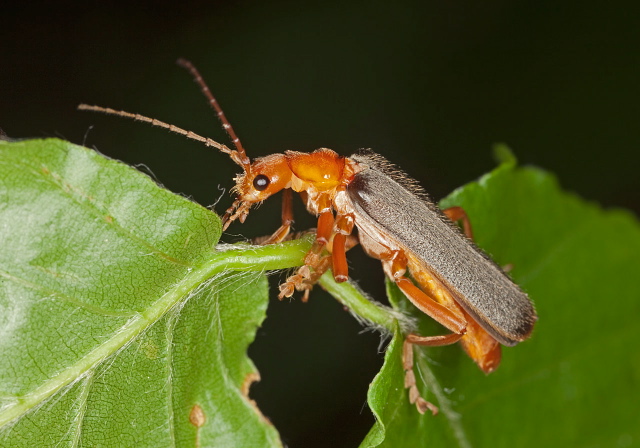 Cantharis rotundicollis Cantharidae