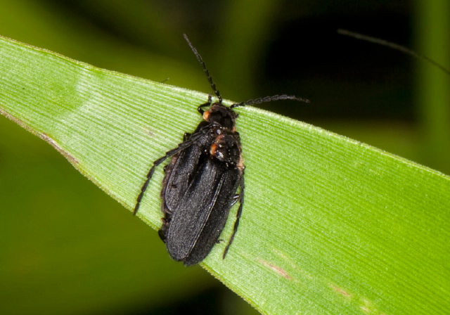 Polemius laticornis Cantharidae