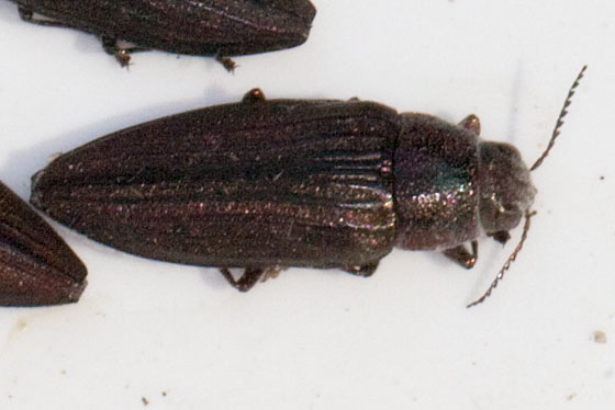 Buprestis (Cypriacis) striata Buprestidae