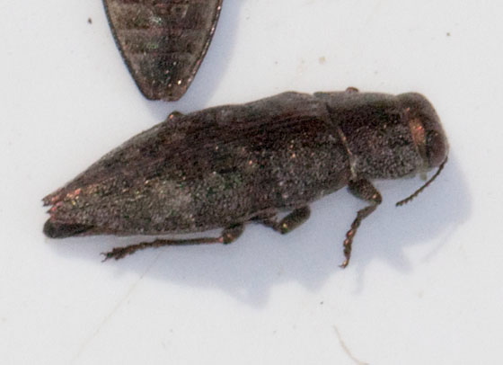 Dicerca sp. Buprestidae