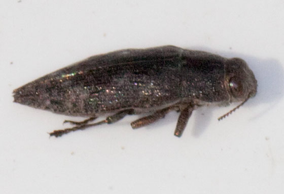 Dicerca sp. Buprestidae