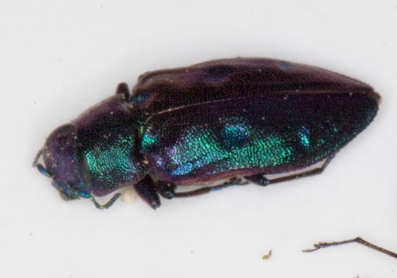 Chrysobothris azurea Buprestidae