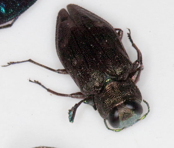 Chrysobothris sexsignata Buprestidae