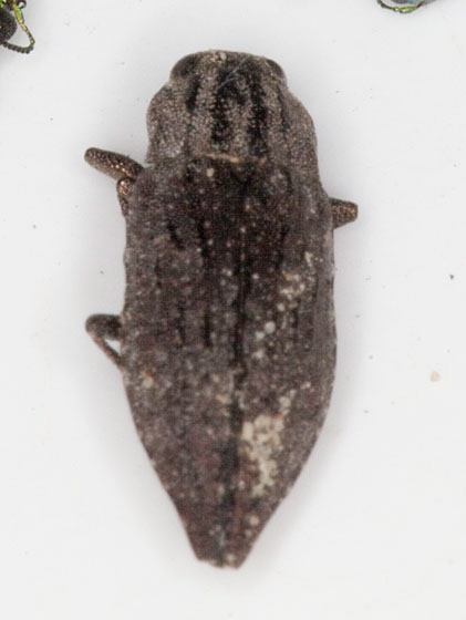 Dicerca punctulata Buprestidae