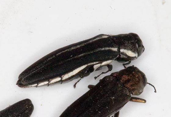 Agrilus bilineatus Buprestidae