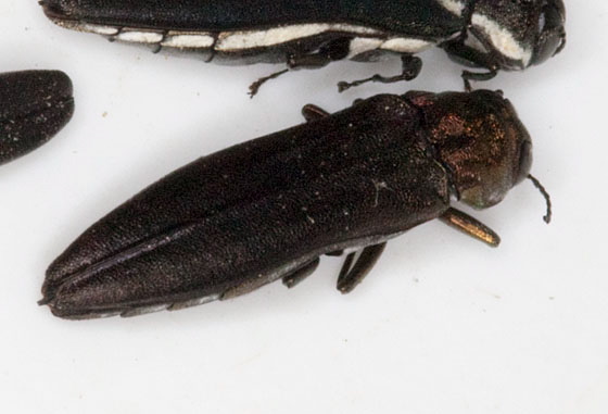 Agrilus sayi Buprestidae