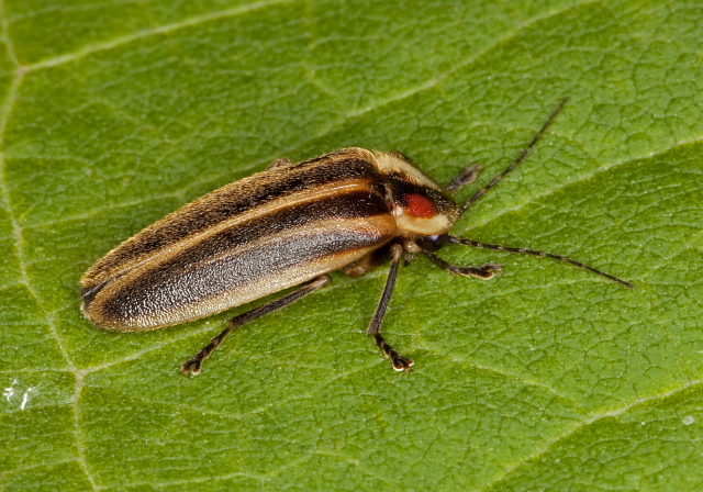 Photuris sp. Lampyridae