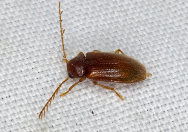 Ptilodactyla sp.? Ptilodactylidae