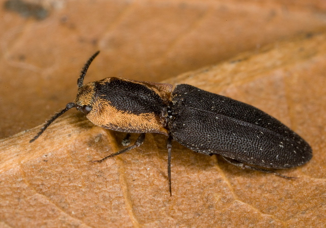 Lacon discoidea Elateridae