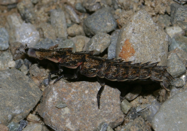   Lampyridae