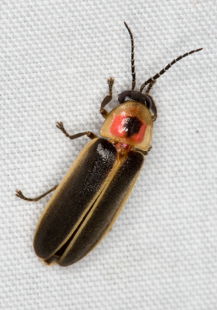 Photinus sp. Lampyridae