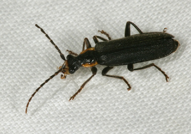 Podabrus rugosulus Cantharidae