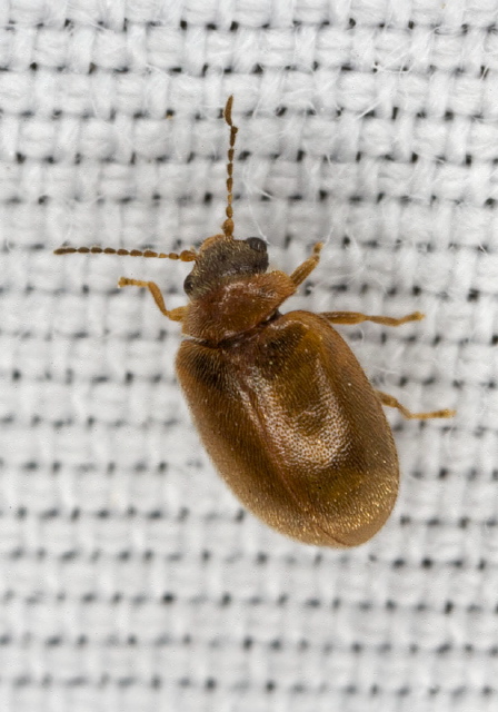 Cyphon sp. Scirtidae