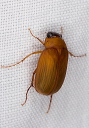 beetle_1214