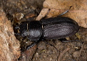 beetle_1241