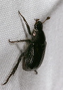 beetle_1821