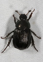 beetle_1823