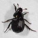 beetle_1826