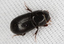 beetle_2079