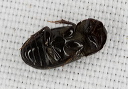 beetle_2080