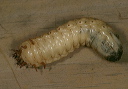 beetle_larva5290