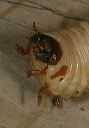 beetle_larva5293