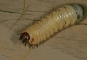 beetle_larva_1_5294