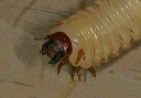 beetle_larva_2_5294