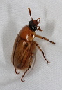 cyclocephala_zh3z1067