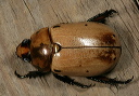 grapevine_beetle1642