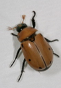 grapevine_beetle1751