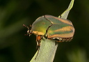 green_june_beetle636