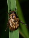 oriental_beetle296