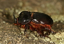 rhinoceros_beetle921