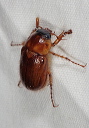 scarabaeidae_zh3z1757