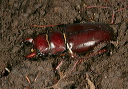 stag_beetle1902