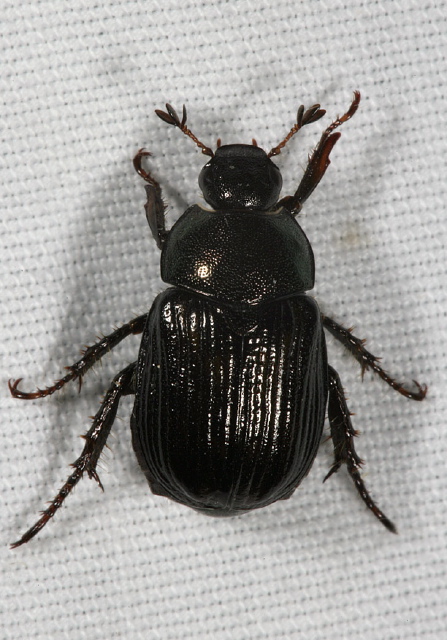 Anomala orientalis? Scarabaeidae