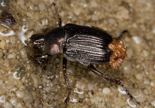 Anomala orientalis? Scarabaeidae