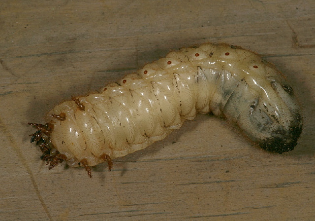 Cotinis nitida Scarabaeidae