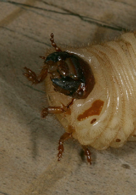 Cotinis nitida Scarabaeidae