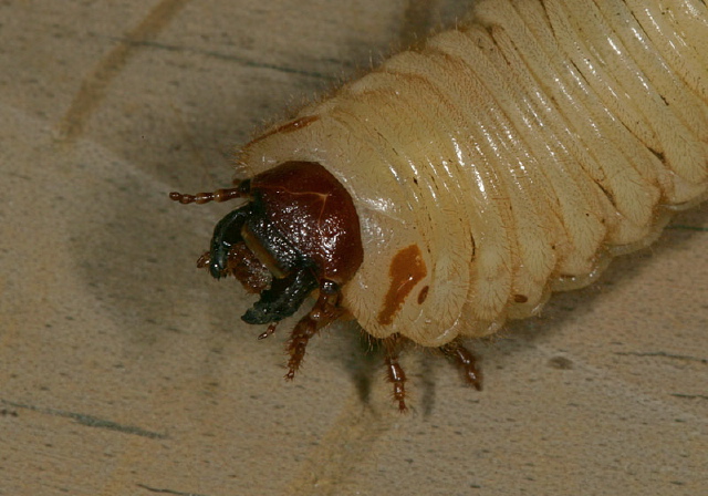 Cotinis nitida Scarabaeidae