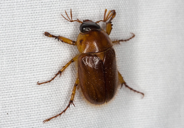 Cyclocephala borealis Scarabaeidae
