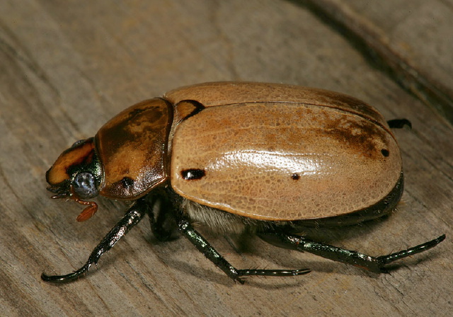 Pelidnota punctata Scarabaeidae